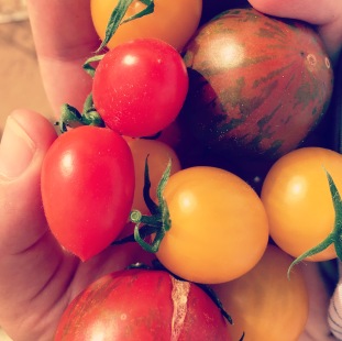 Lots of tomato varieties